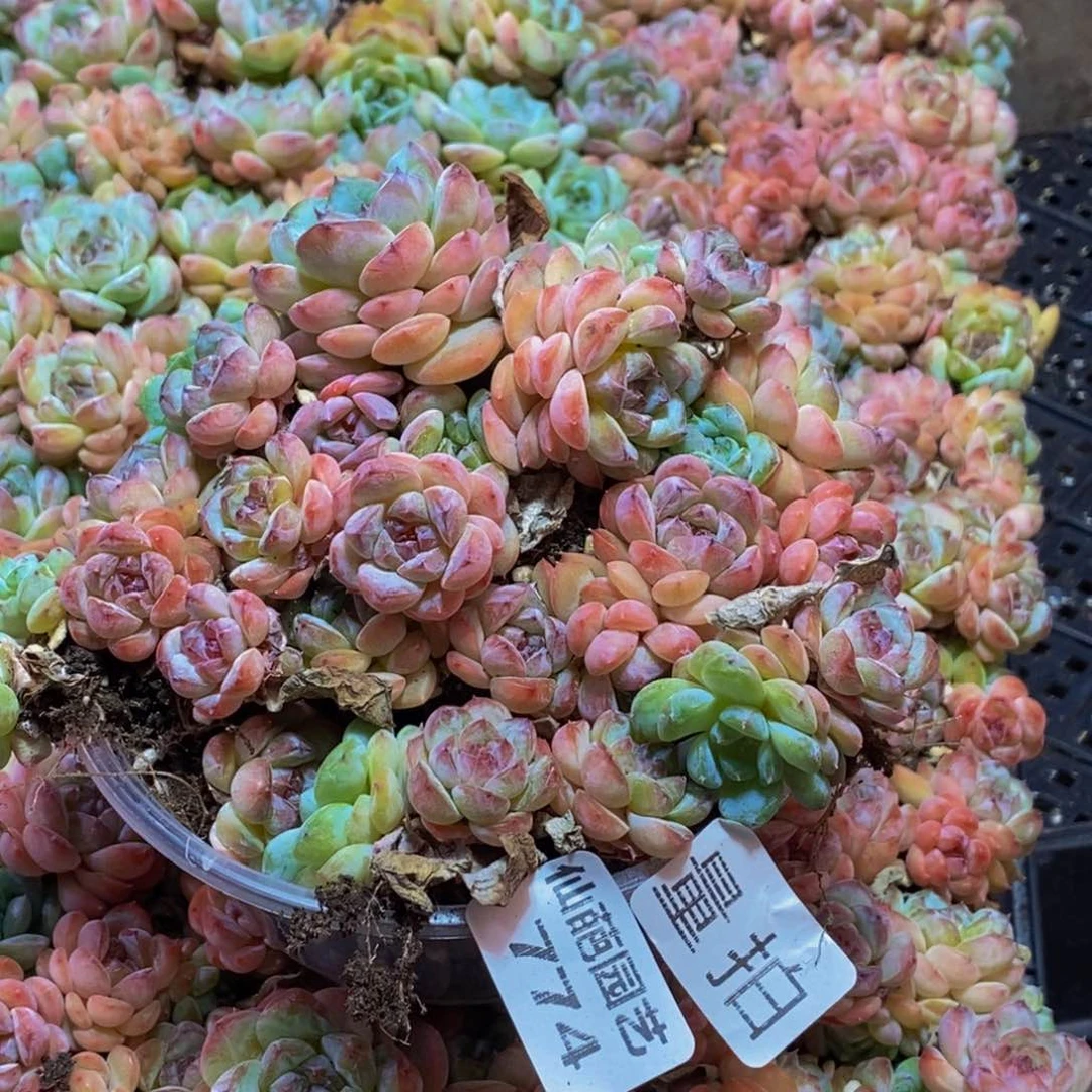 774多肉植物保护研量拍一盒