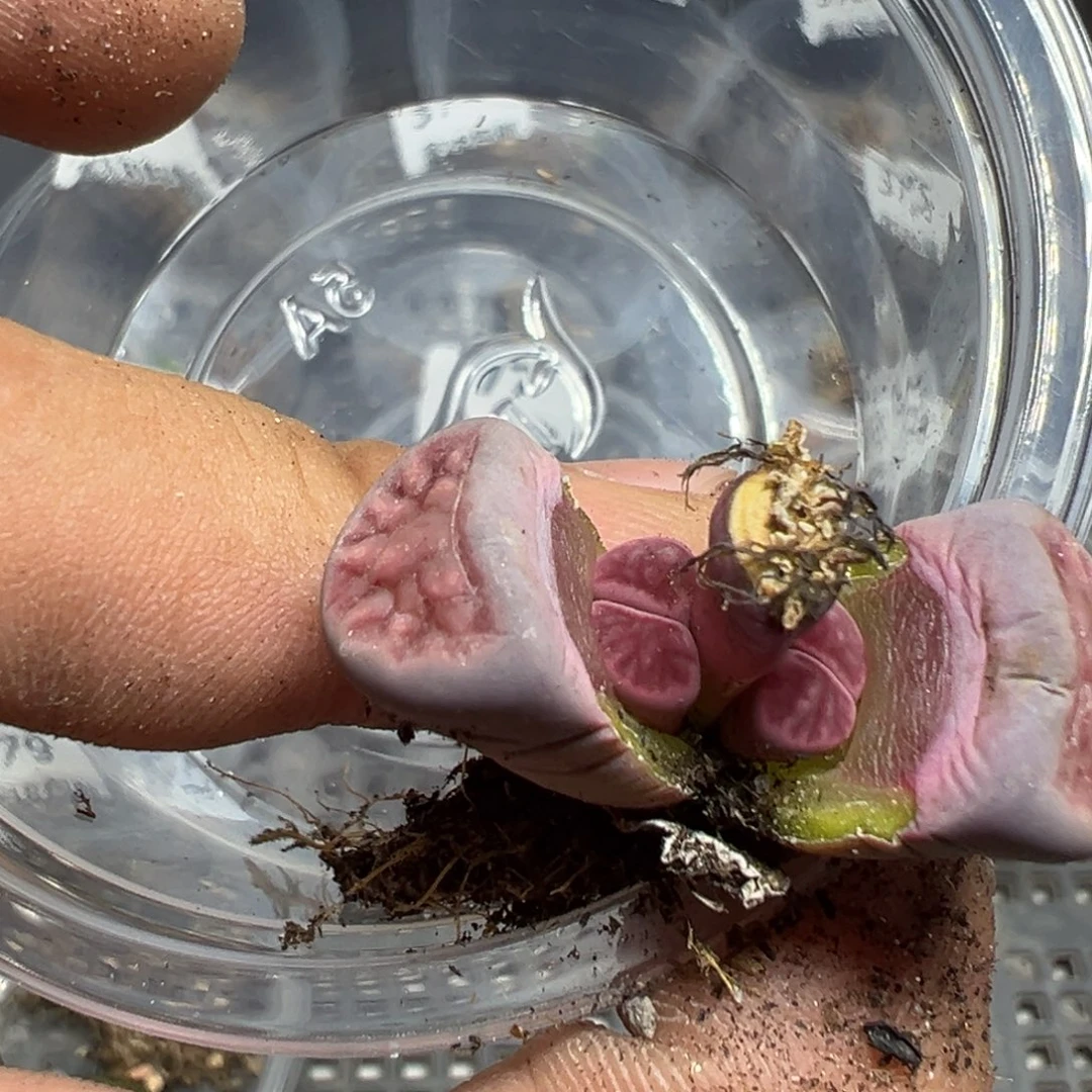 【闪购商品】 380。