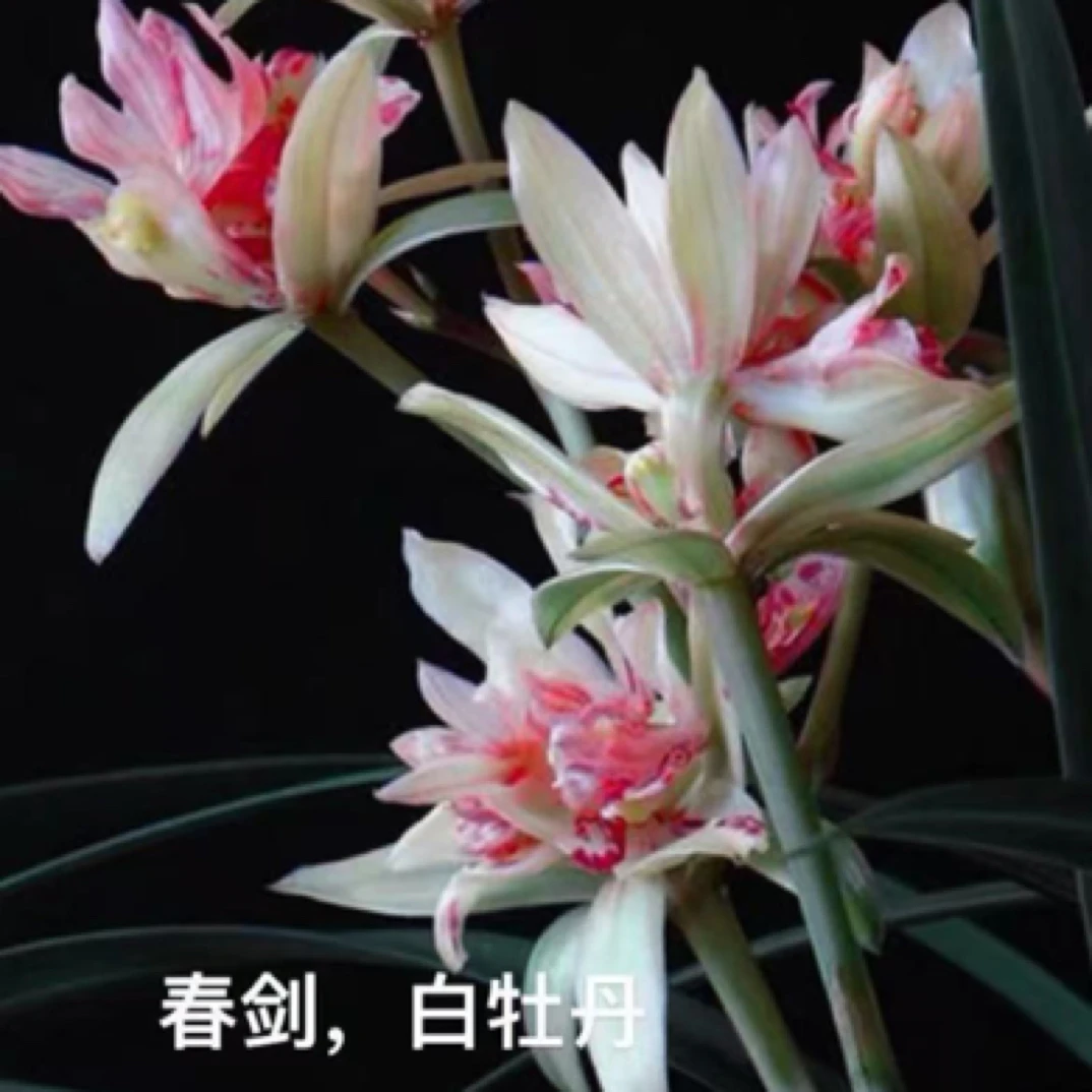 春剑 (白牡丹)33苗 草特壮苗 脱盆裸根发