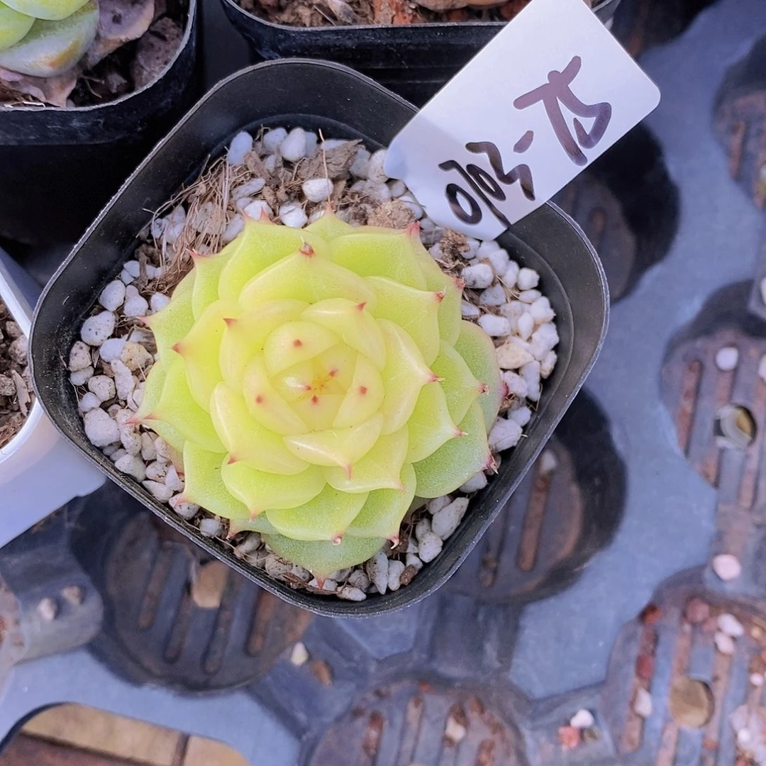 0703-75-芙蕖单头一颗