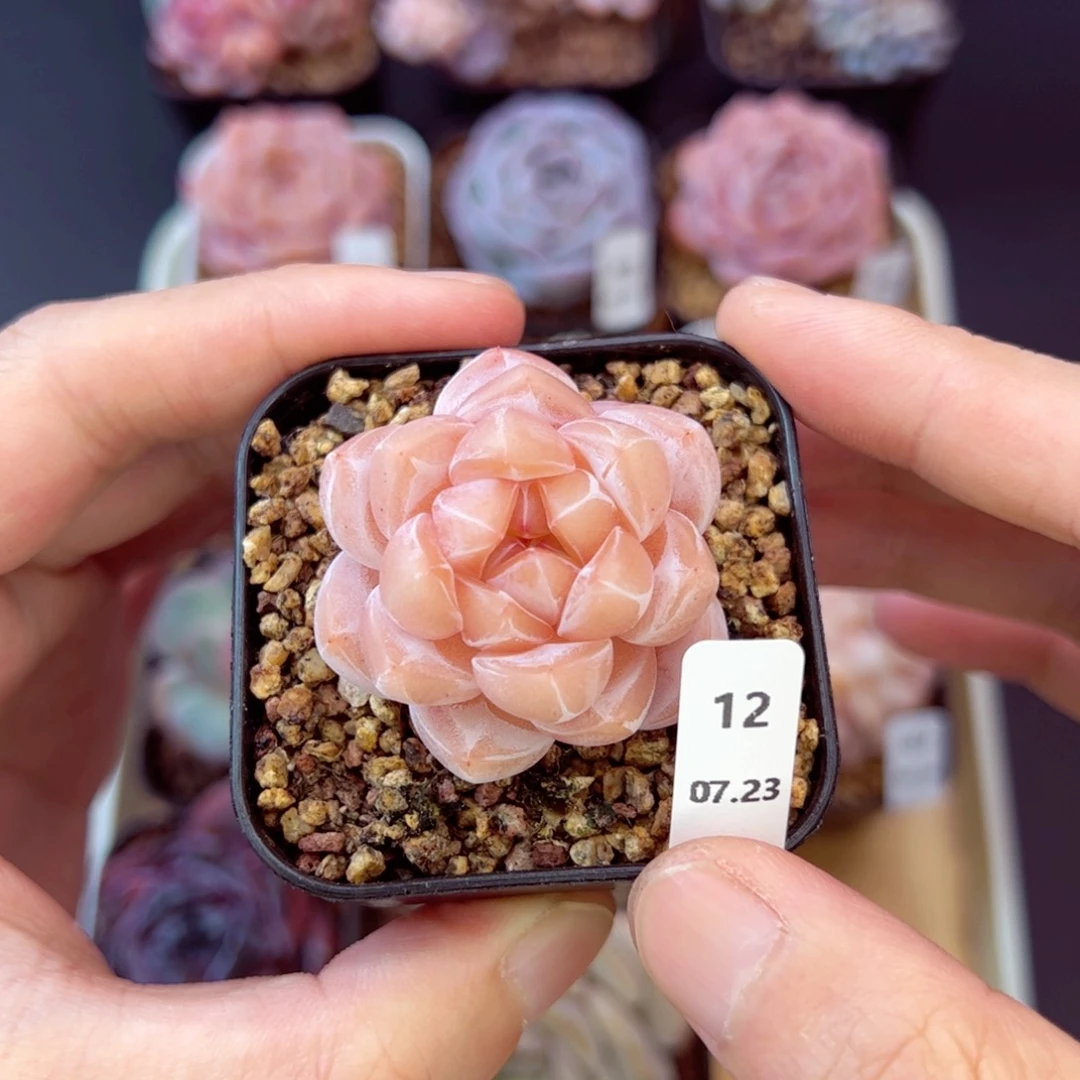 茶卡12、哈哈哈哈哈