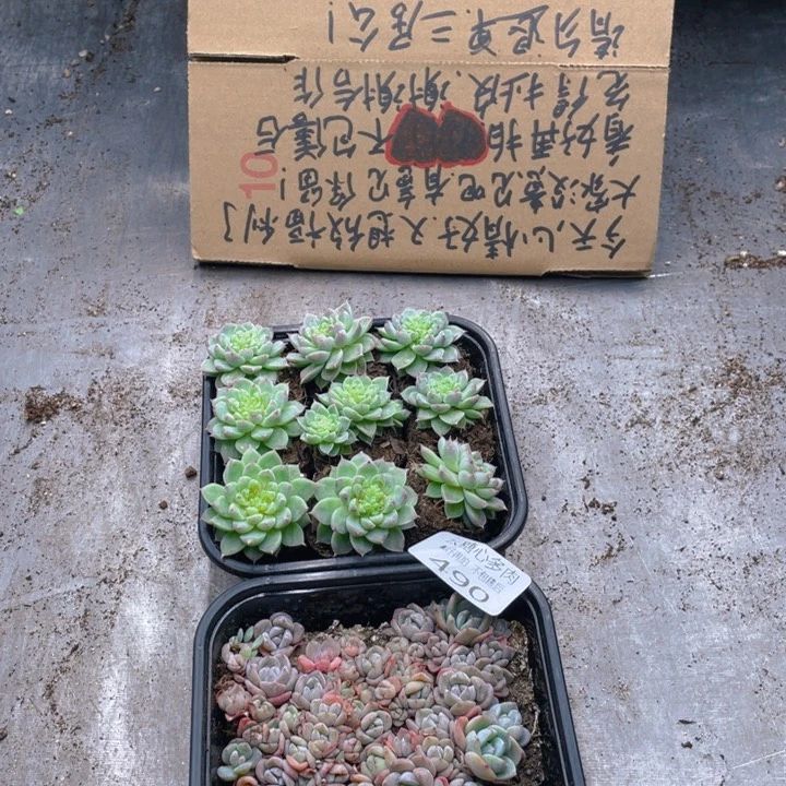云糖心多肉植物490
