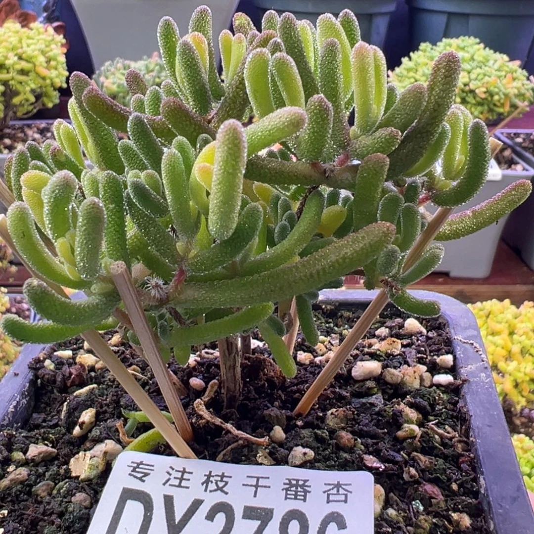 2786琉璃黄一物一拍