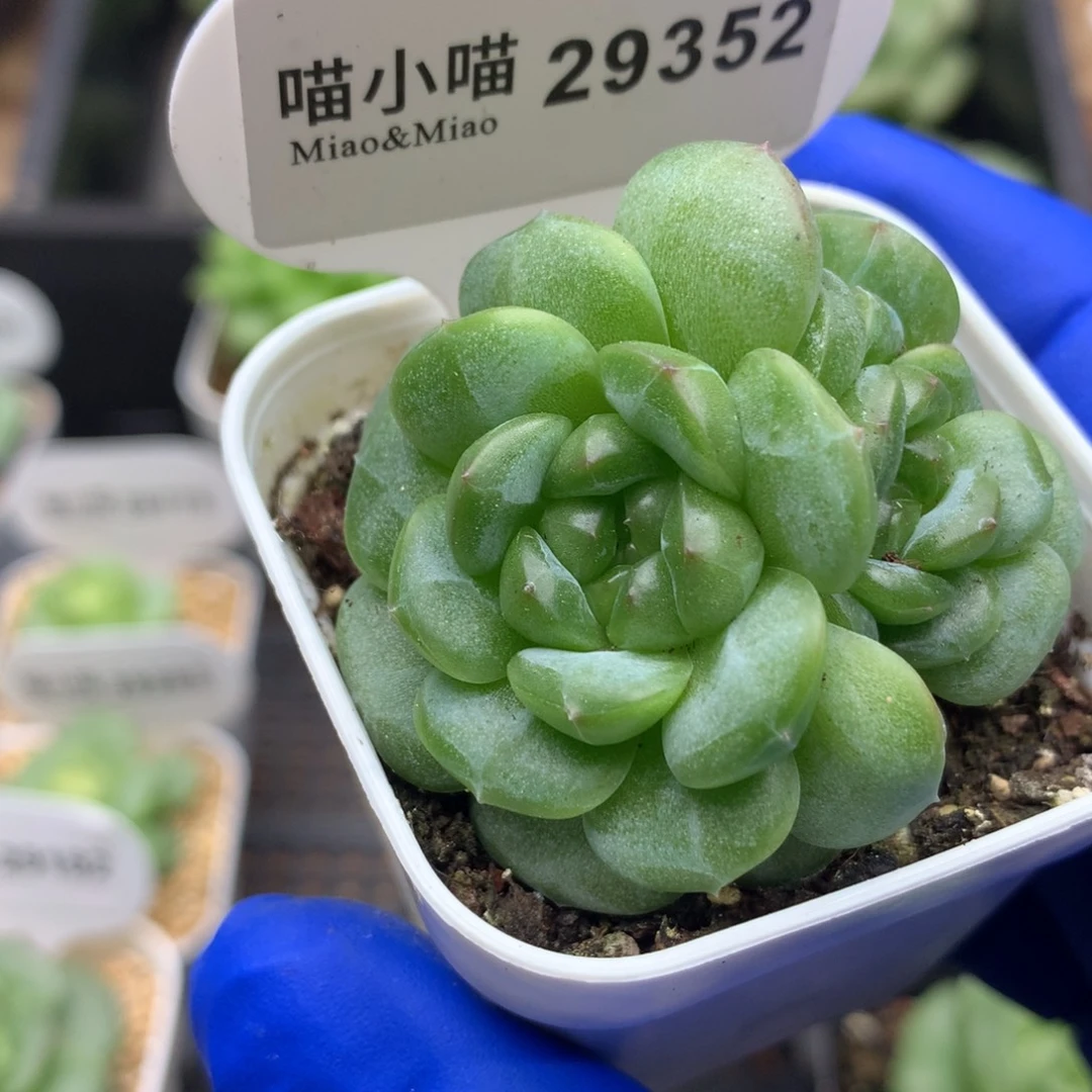 多肉植物杂交珍妮