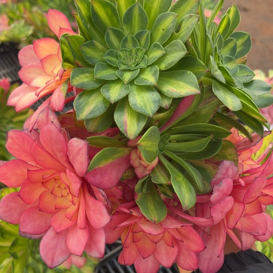 无***1精品多肉植物057保温箱