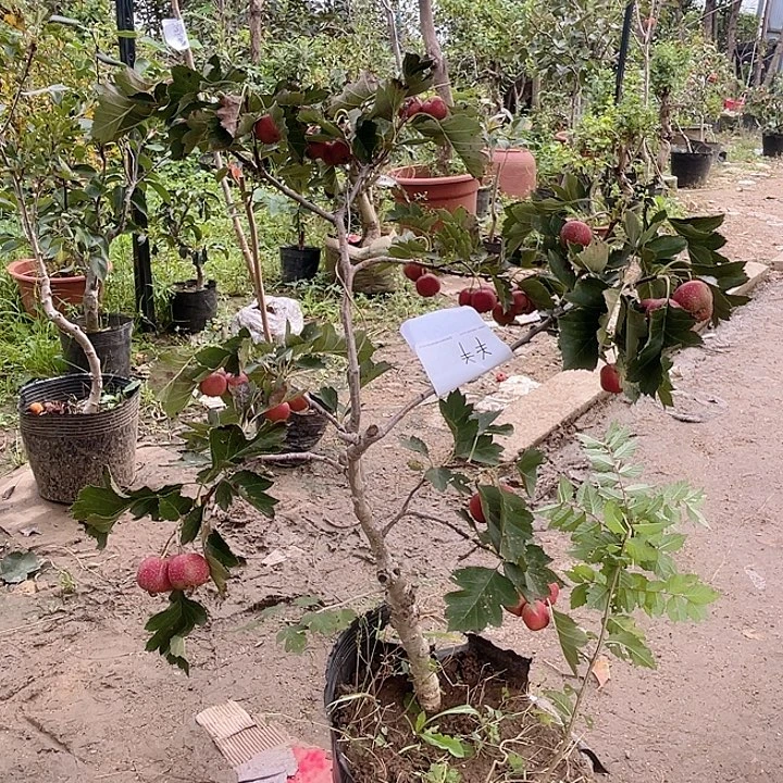 盆栽山楂，一物一拍