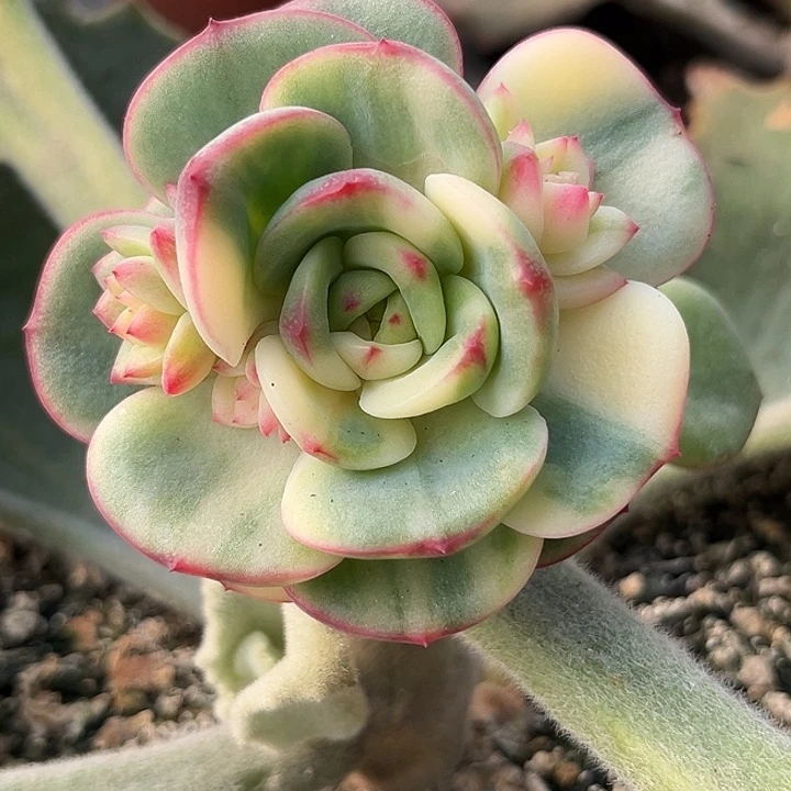 三文鱼锦多肉植物