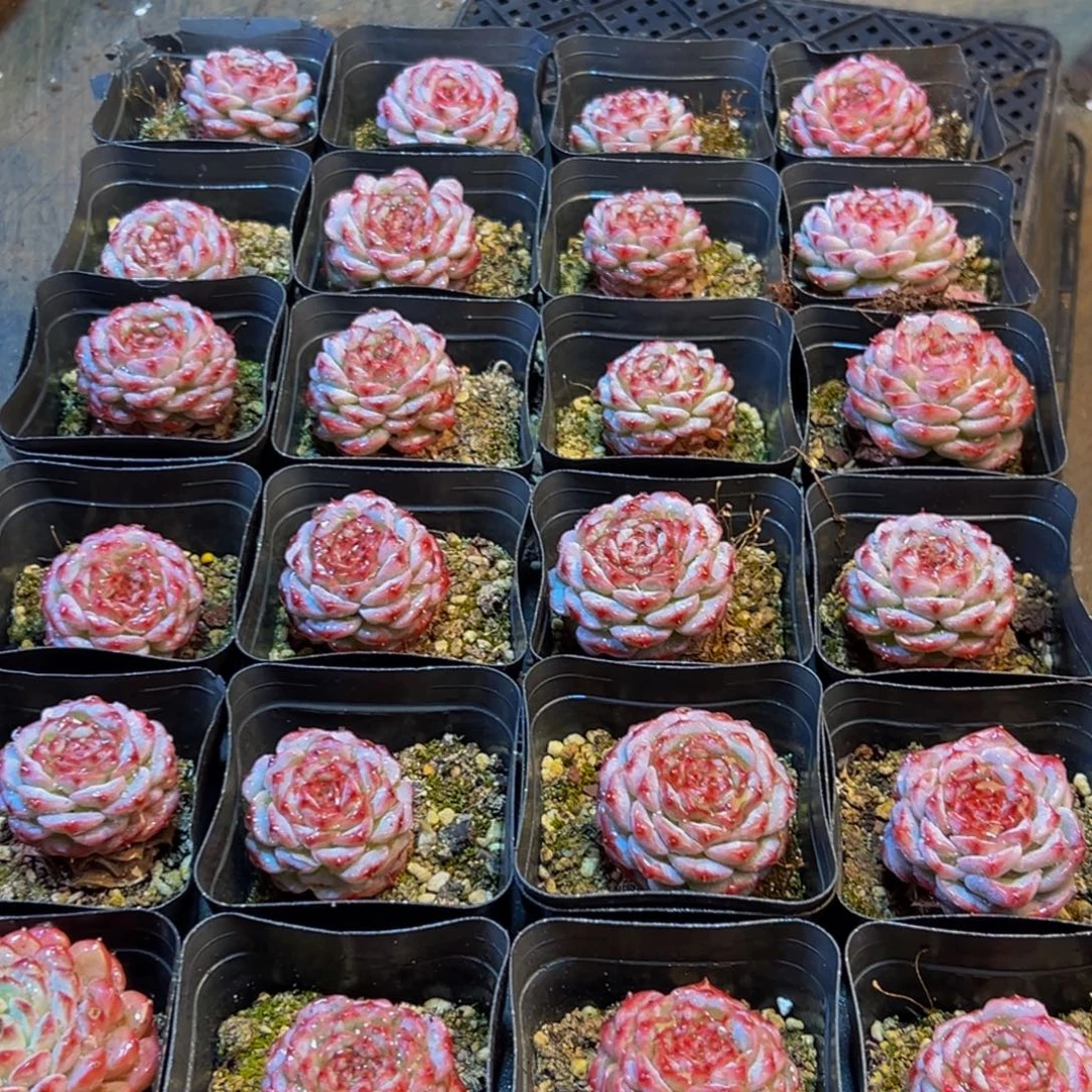 909多肉葡萄领导人物库资料