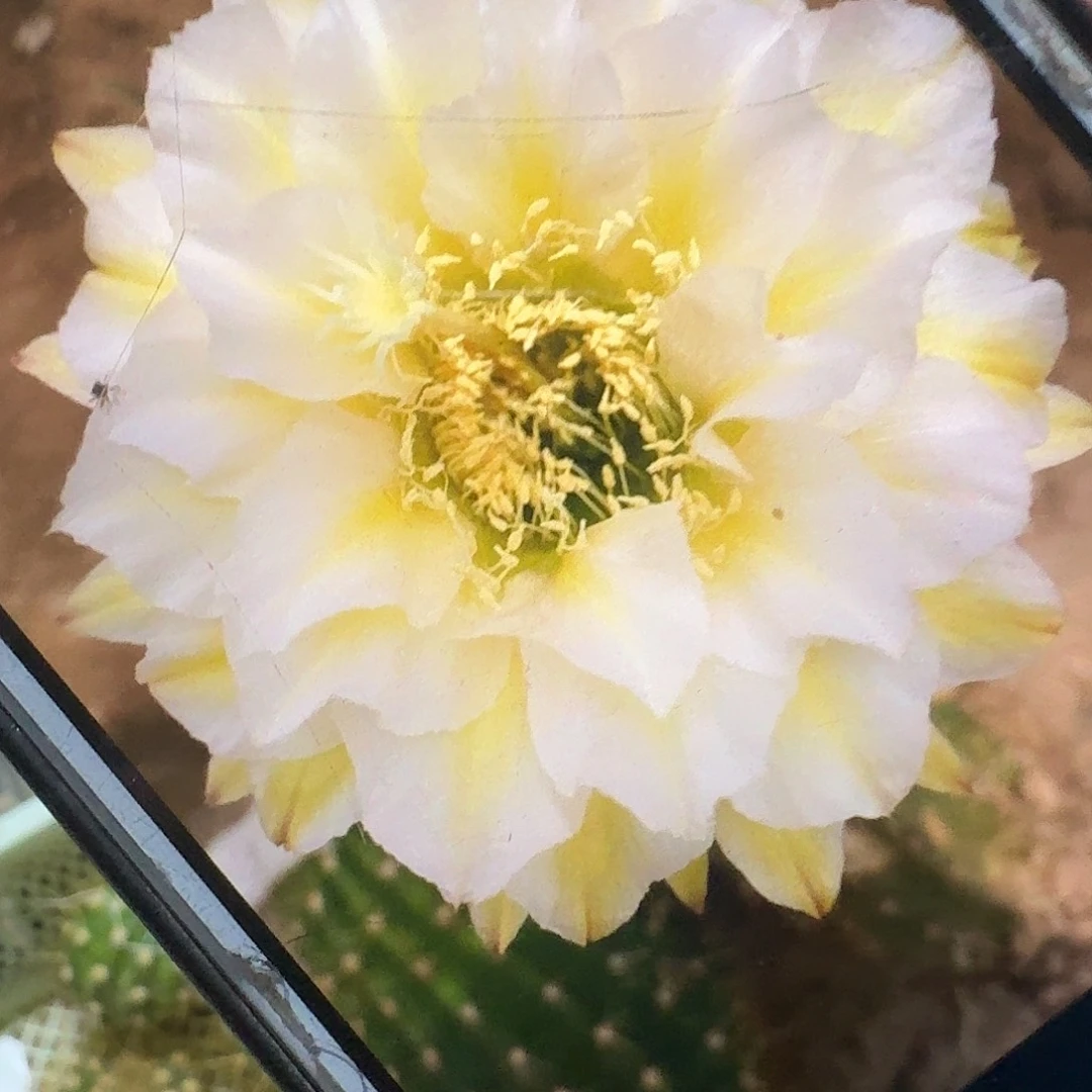 加强六月五侧芽5公分高毛花柱