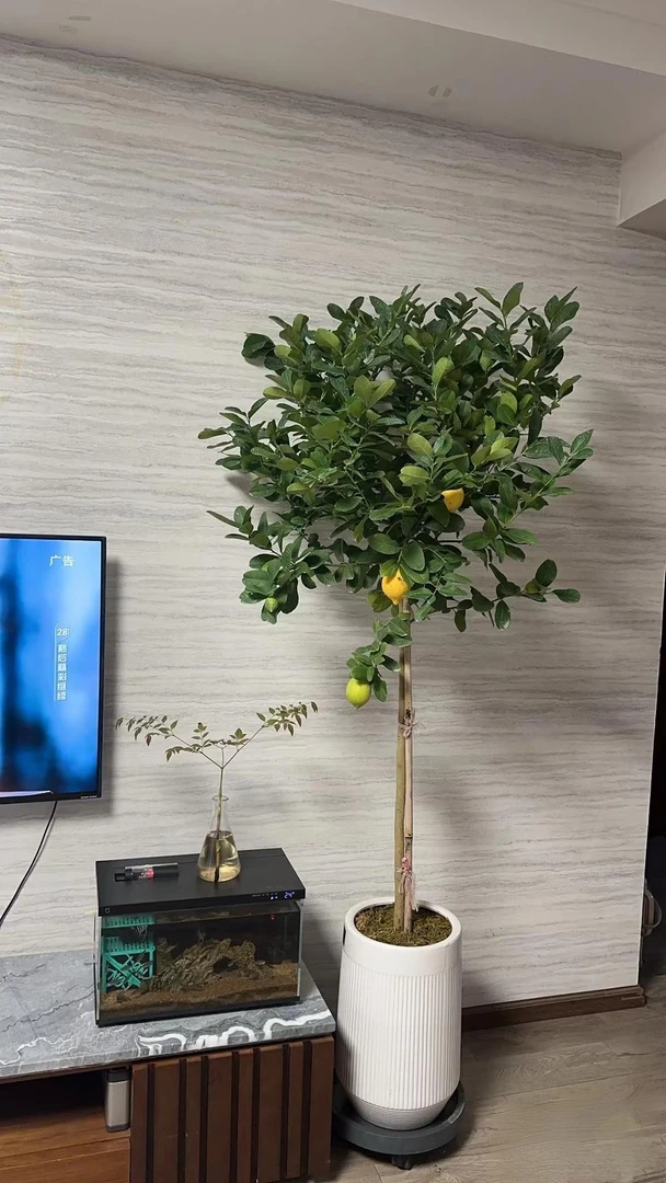 超粗杆带大果香水柠檬树盆栽室内外四季好养可放客厅阳台
