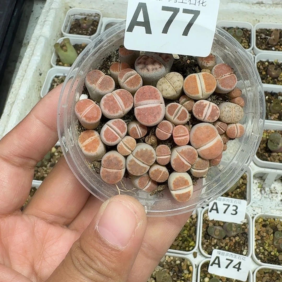 77多肉植物多肉植物