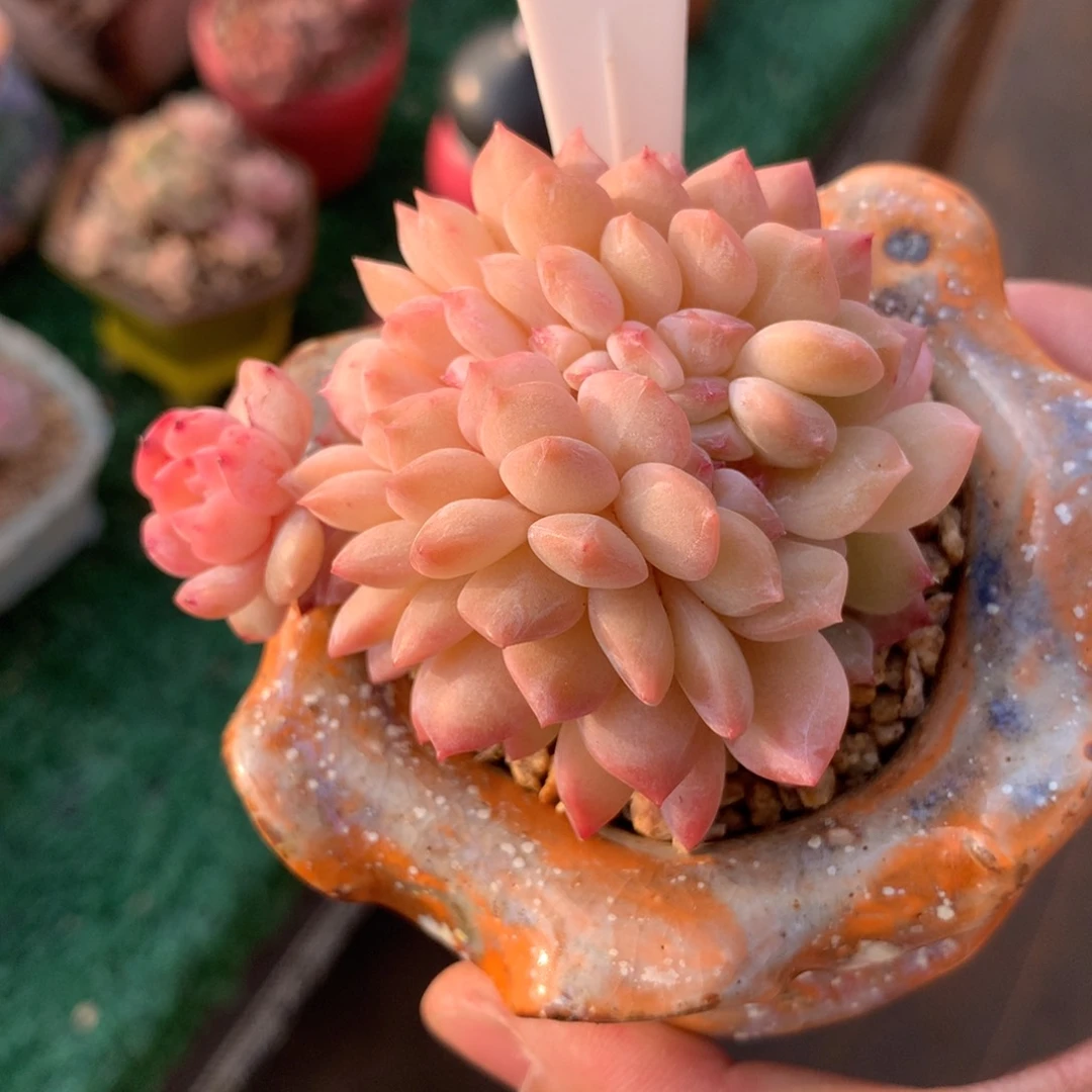 糖心朵朵缀精品多肉