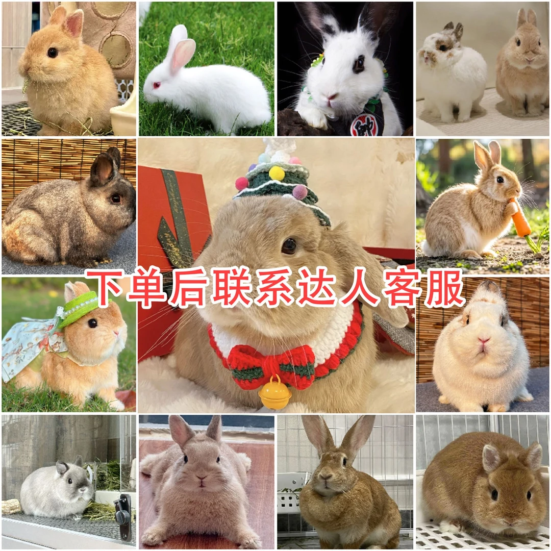通用宠物活体链接(不联系主播私拍不发货)
