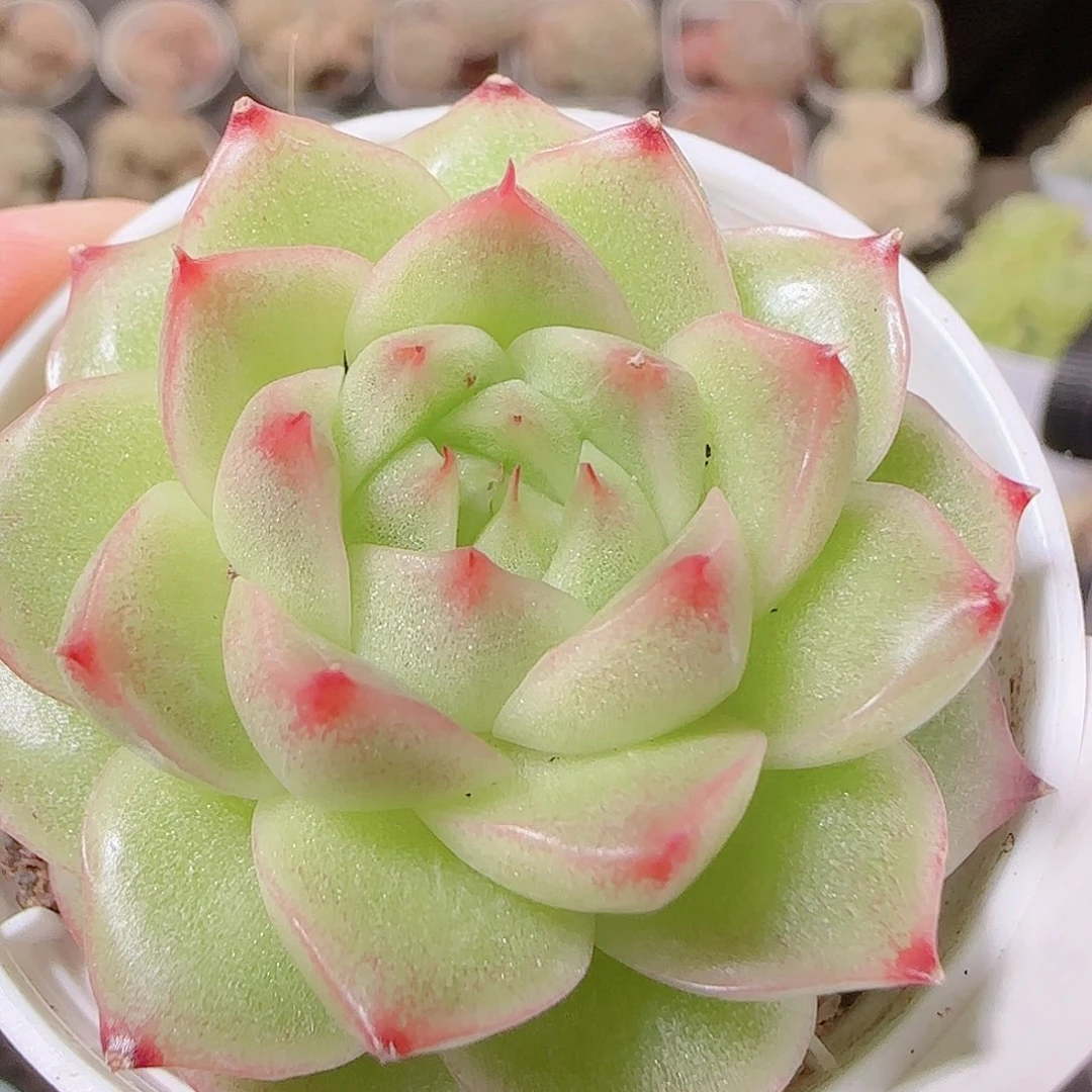 花语逸镜1126-89麦秆