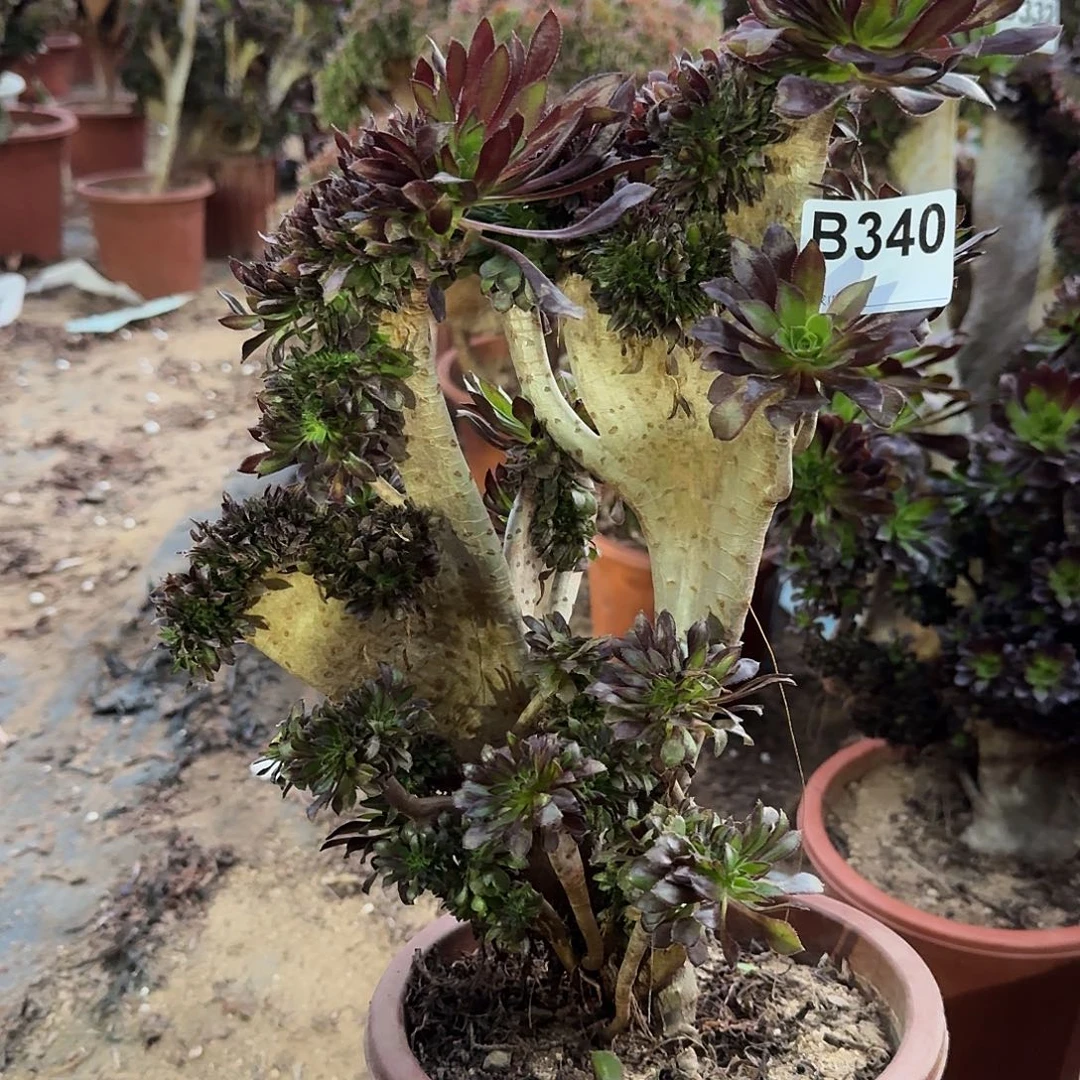 340黑法师一颗满28包邮