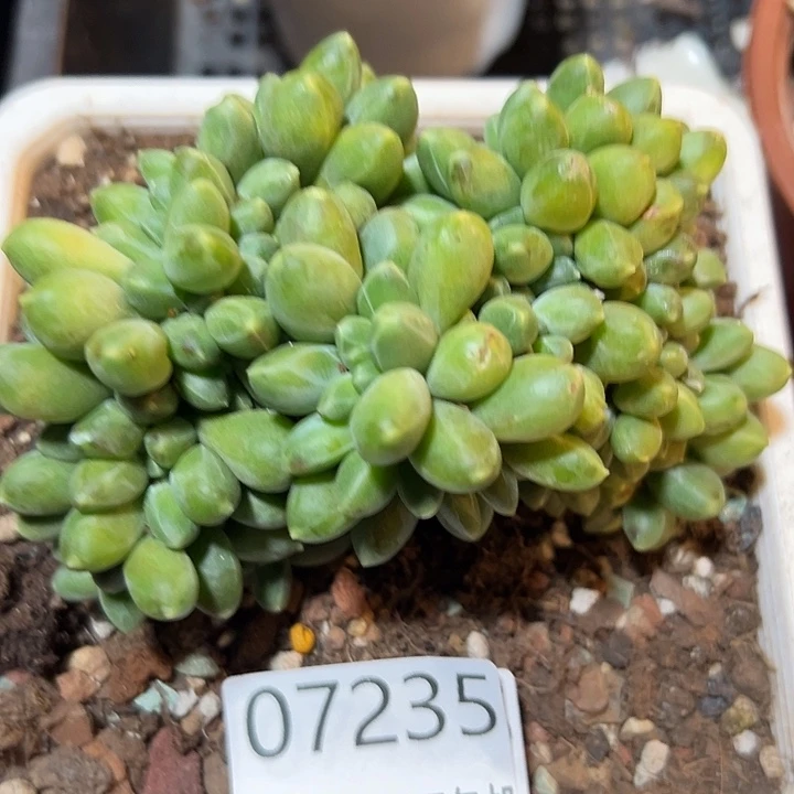 幸运的是我还没遇到过