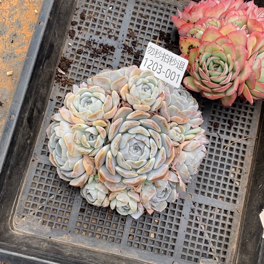 哈*?两单包邮1203-1汉堡