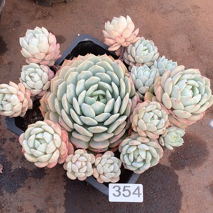 354蓝眼睛一物一拍多肉