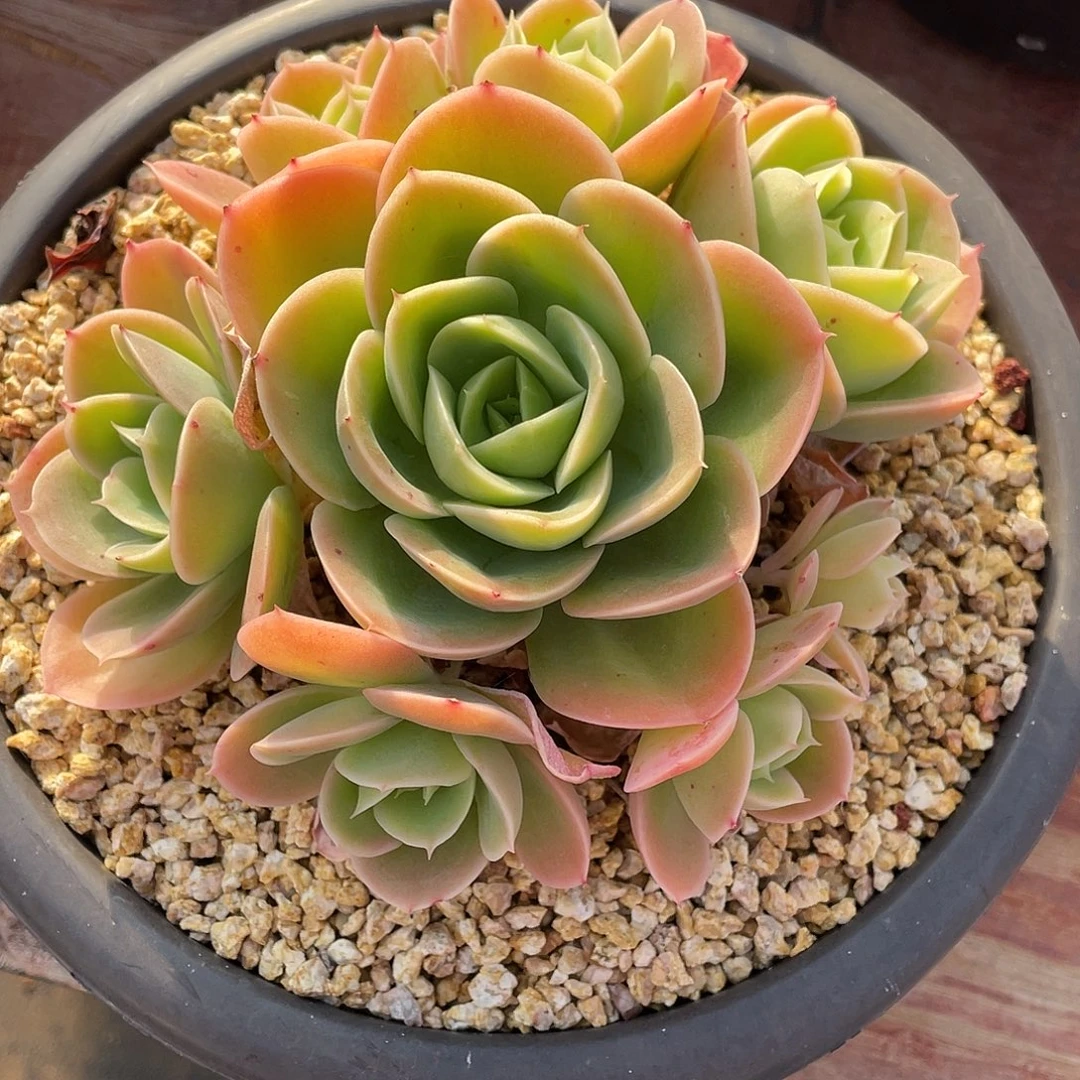 多肉植物一物一拍