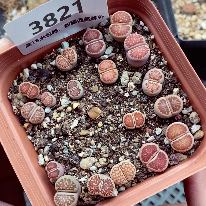 3821。