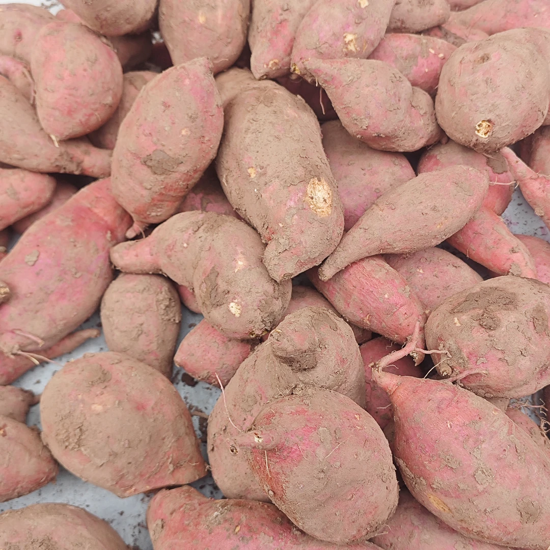 重庆垫江农家红薯