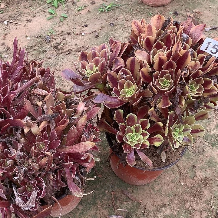 无花朵153欧嘉莉➕蒙娜丽莎多肉植物