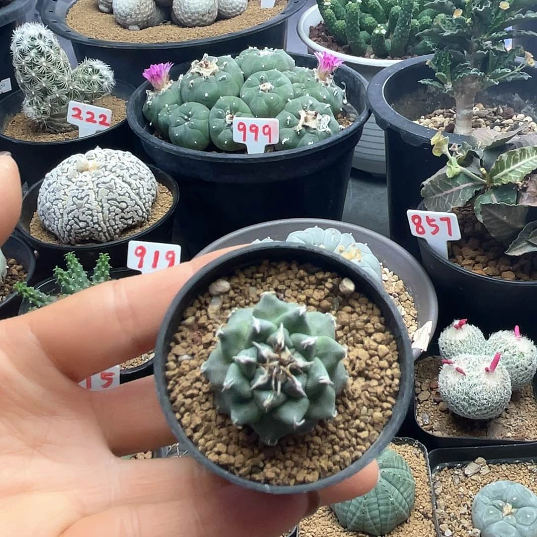 实生大尤赤花娇丽仙人球