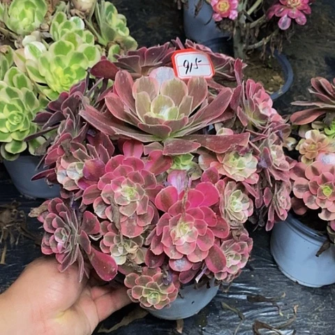 凤冠老桩捧花915号