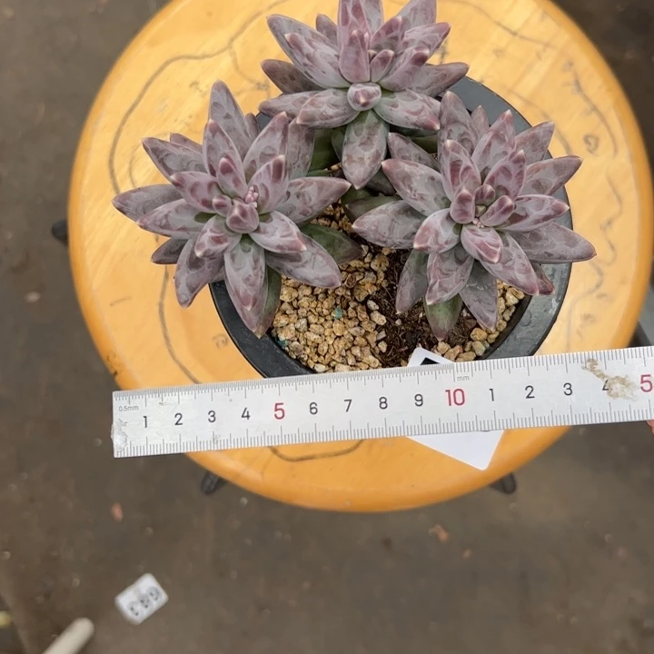 Z****?525 多肉植物组合