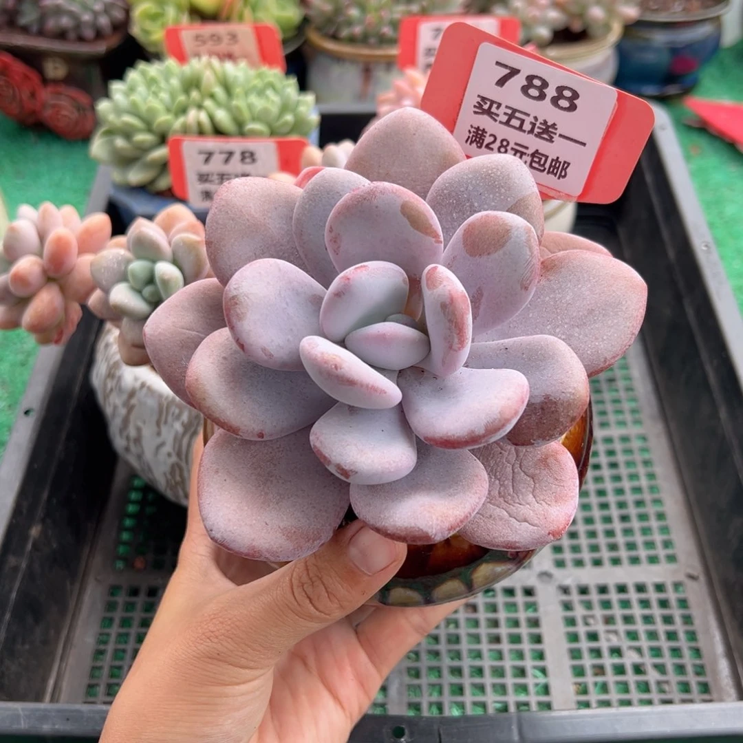 表妹精品多肉植物788.