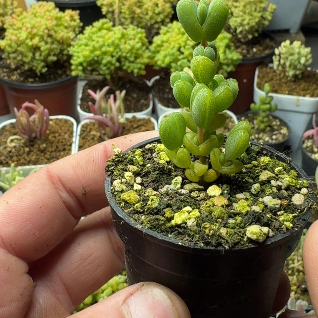 泬***飔多肉植物枝干番杏