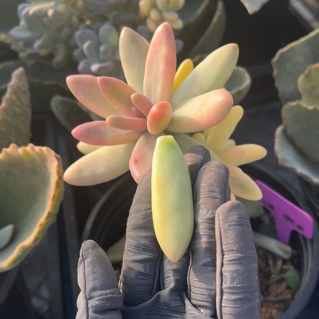 糖果美人锦白锦，覆轮锦叶子一片