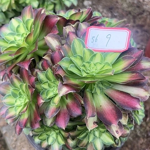 多肉植物韶华36号