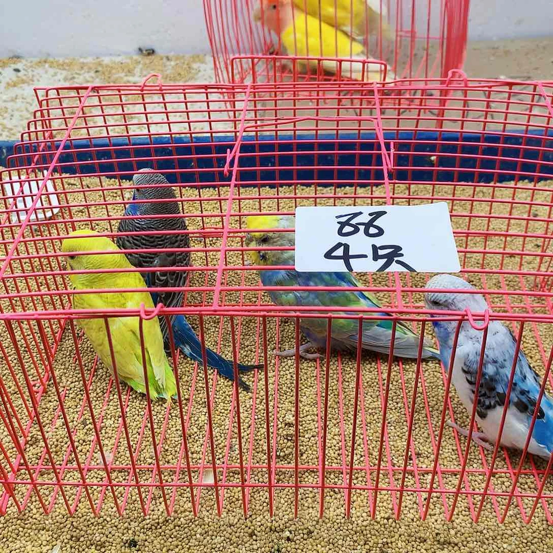 虎皮鹦鹉乐*虎皮