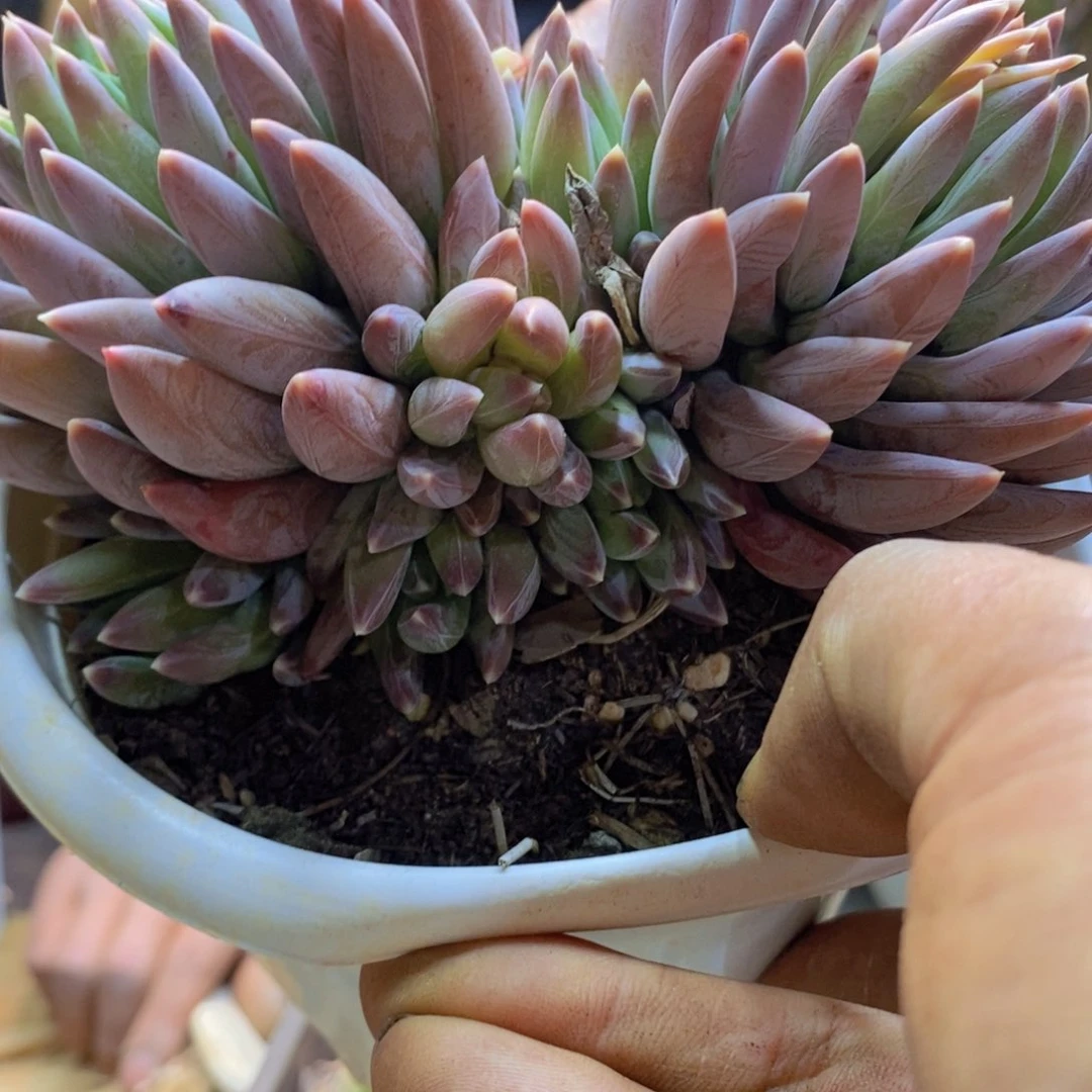 丹*?78号炫彩星多肉