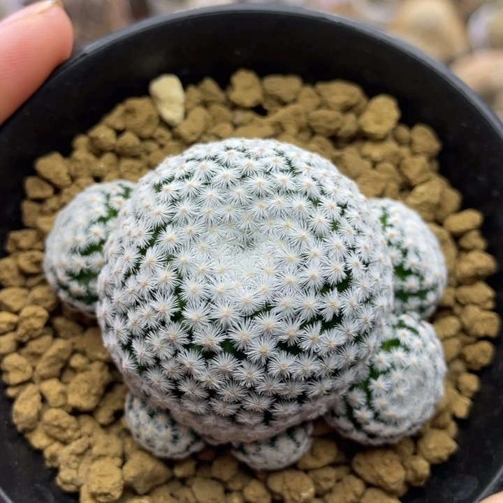 仏头春星        自根
