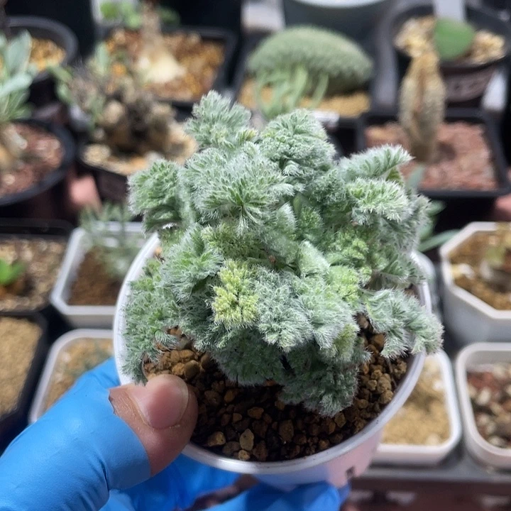 690羽叶杨葵大单头