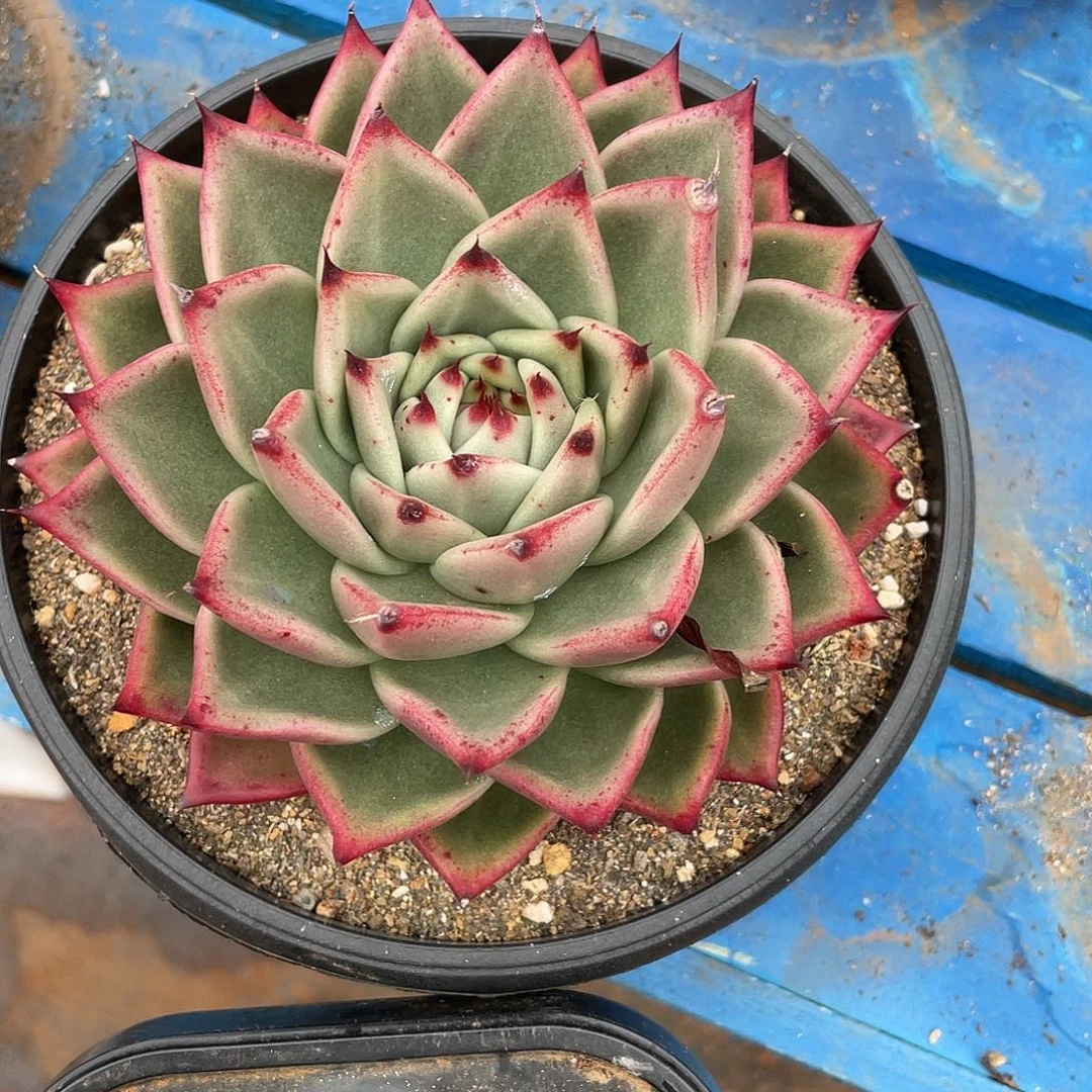 若如东云单拍C397