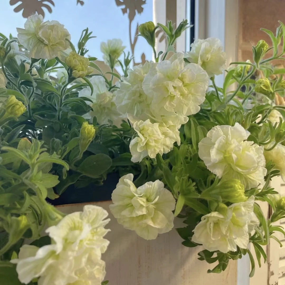 【伊丽莎白矮牵牛】勤花到爆！春日小可爱阳台盆栽