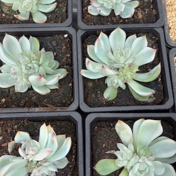 吉娃娃底座双覆轮头一颗价格