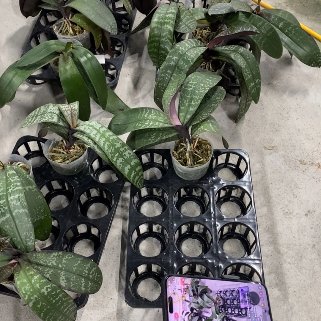 当前无花栽培后可以开花婆罗洲京那巴鲁产品3.5大壮苗