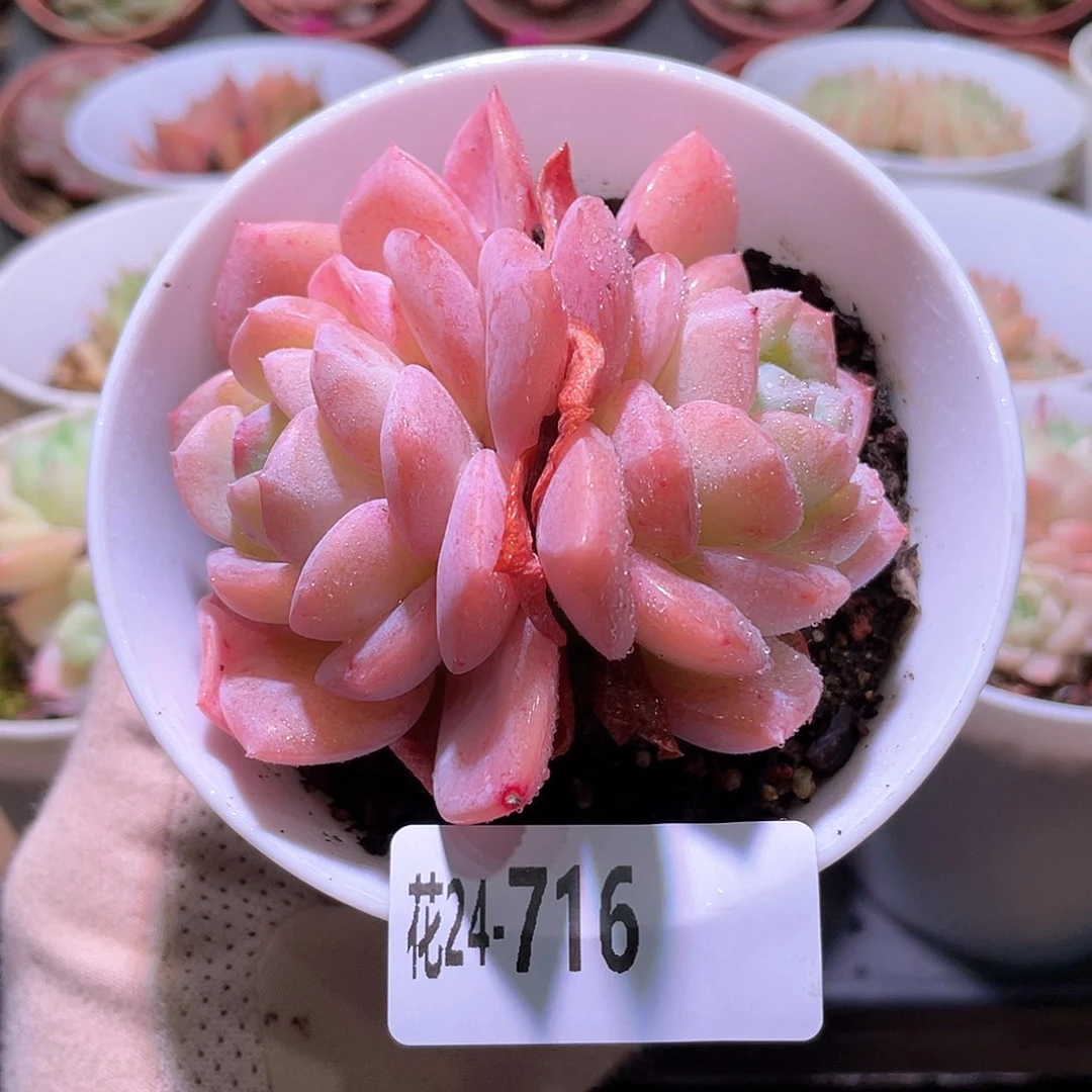花利美24-716红胖子