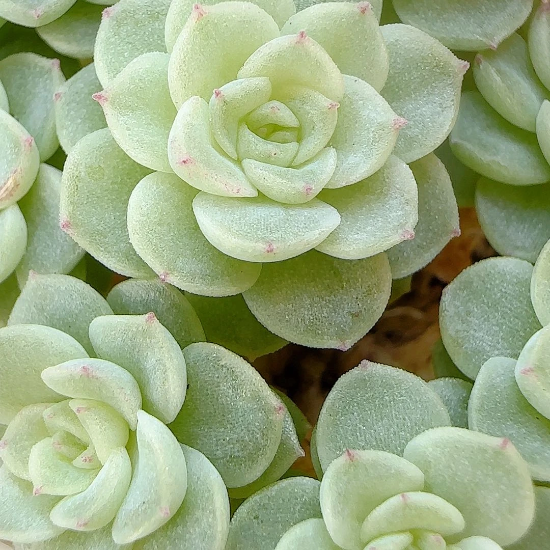 【闪购商品】1012-17花朵优选麦杆