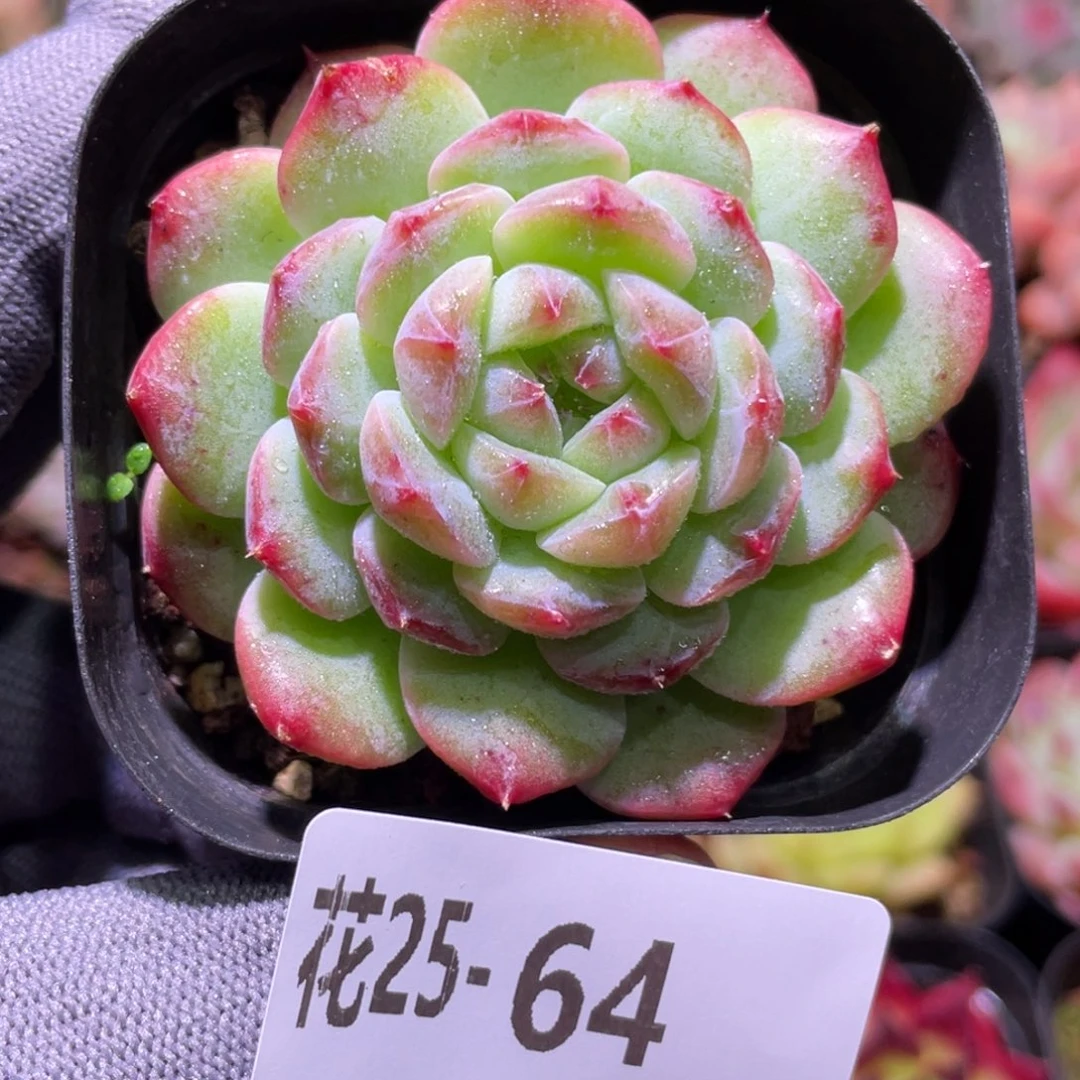 花利美25-64新品