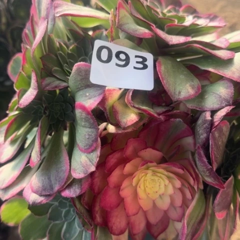 法师丘比特18-11