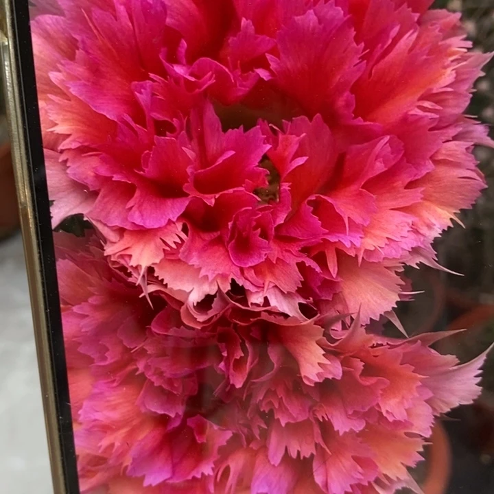 彩草羽毛2号6.7公分左右