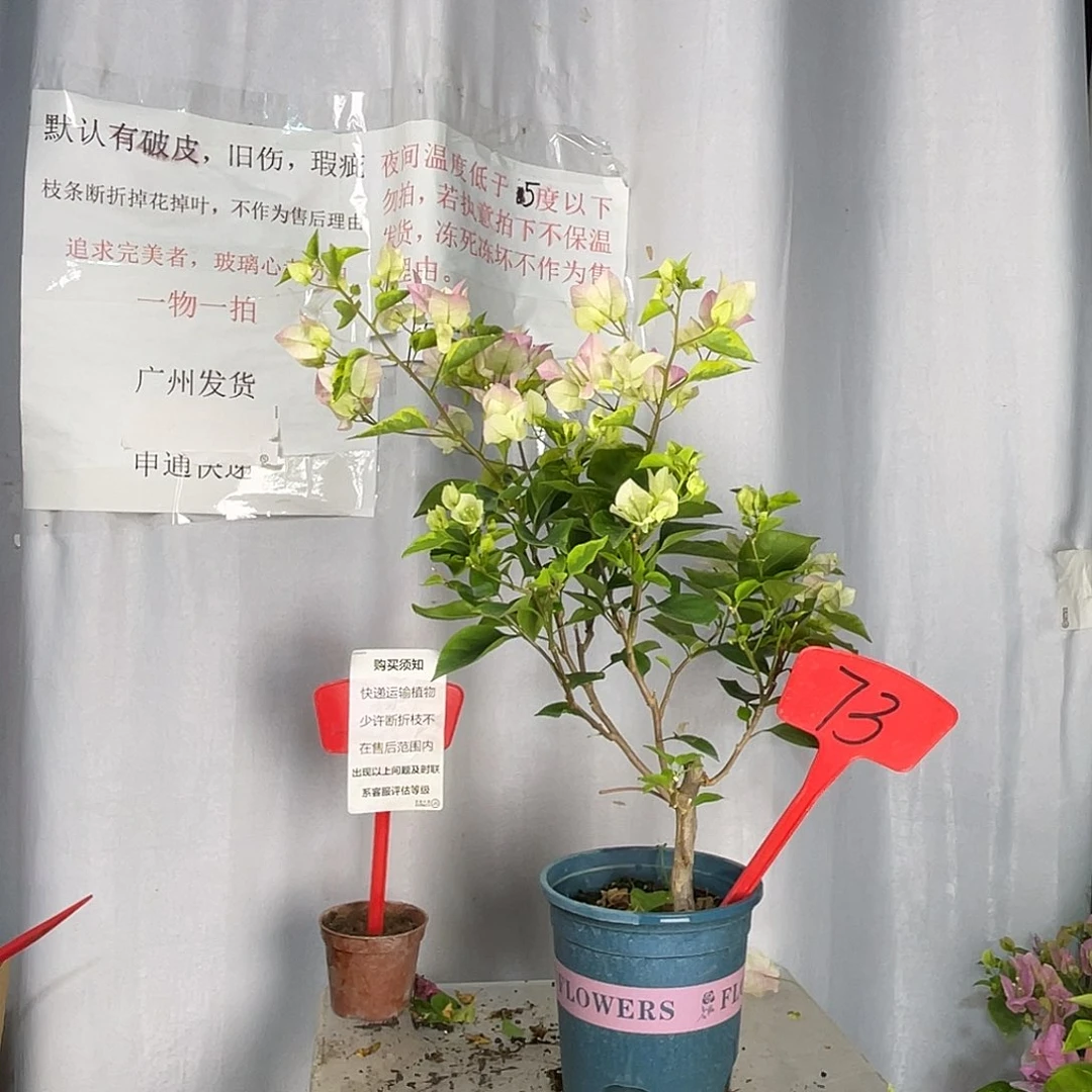 当前无花栽培后可以开花73先明斑绿樱盆苗