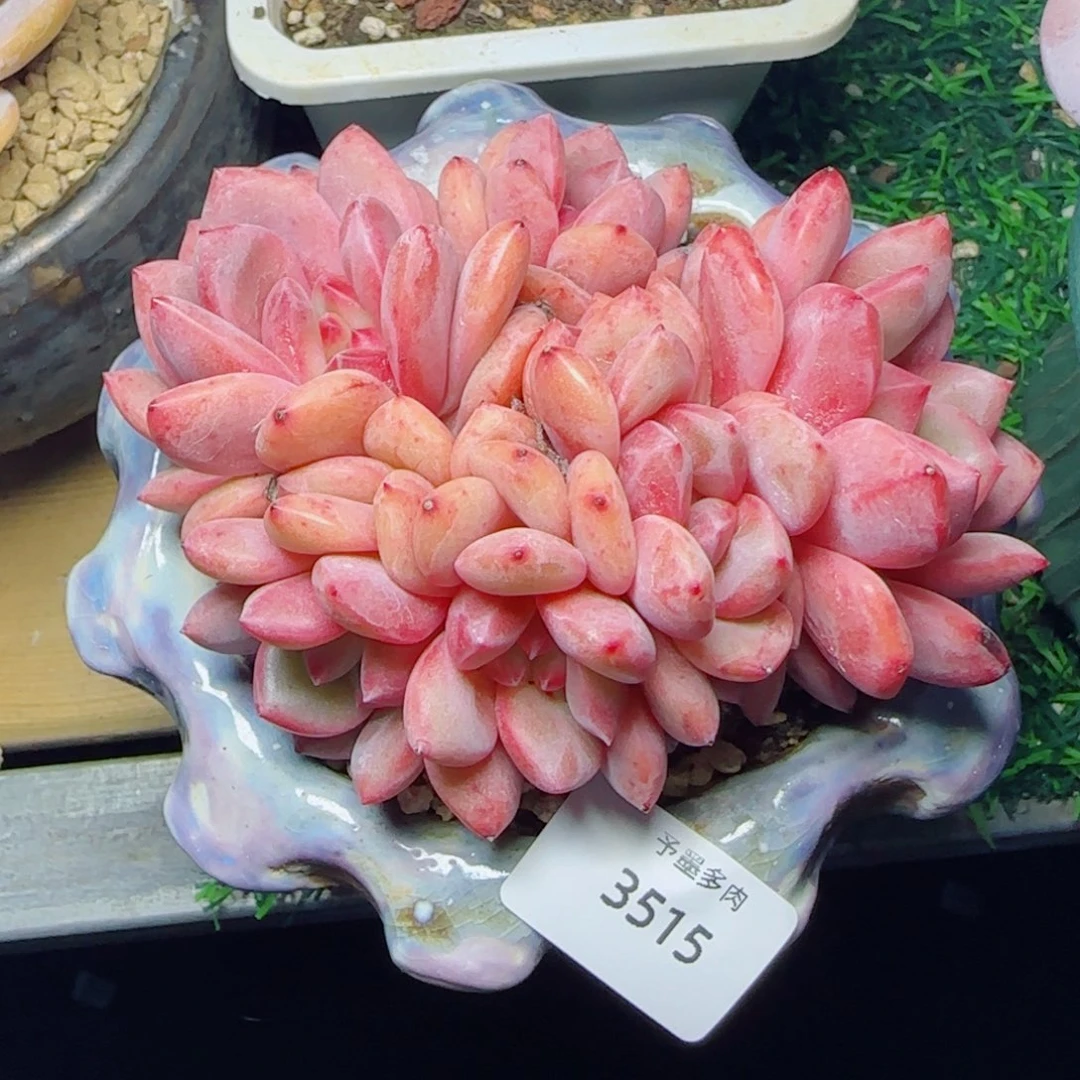 爱丽儿，3515多肉植物