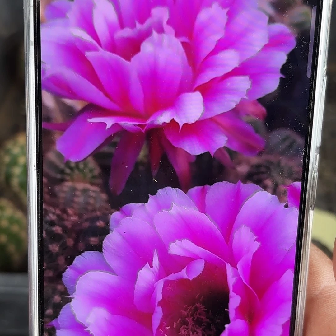 烟花瑕疵无根侧牙20包邮3