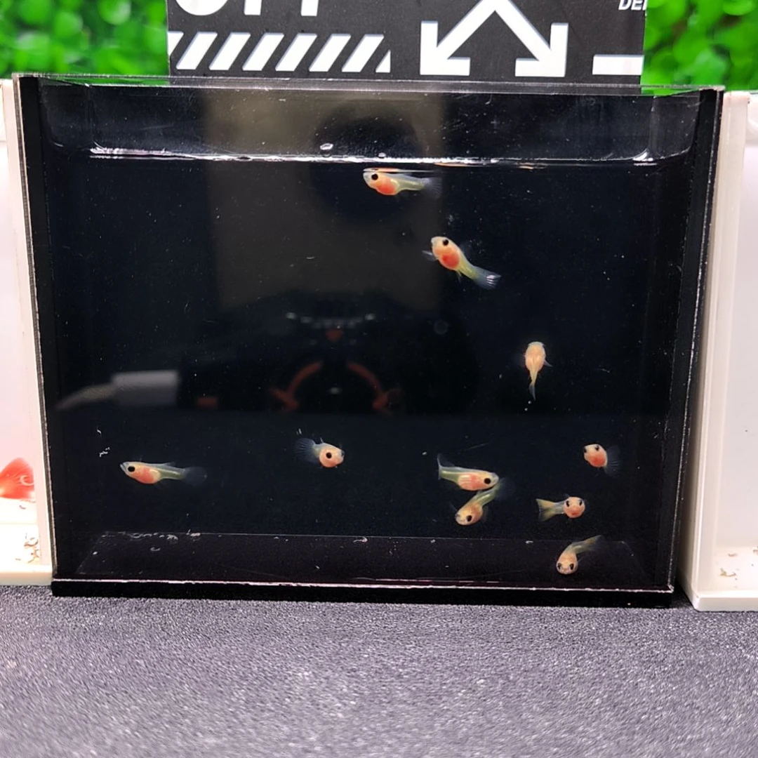 孔雀鱼精品孔雀鱼，黄绒蓝礼服，玻璃猫10条苗子含两条备损